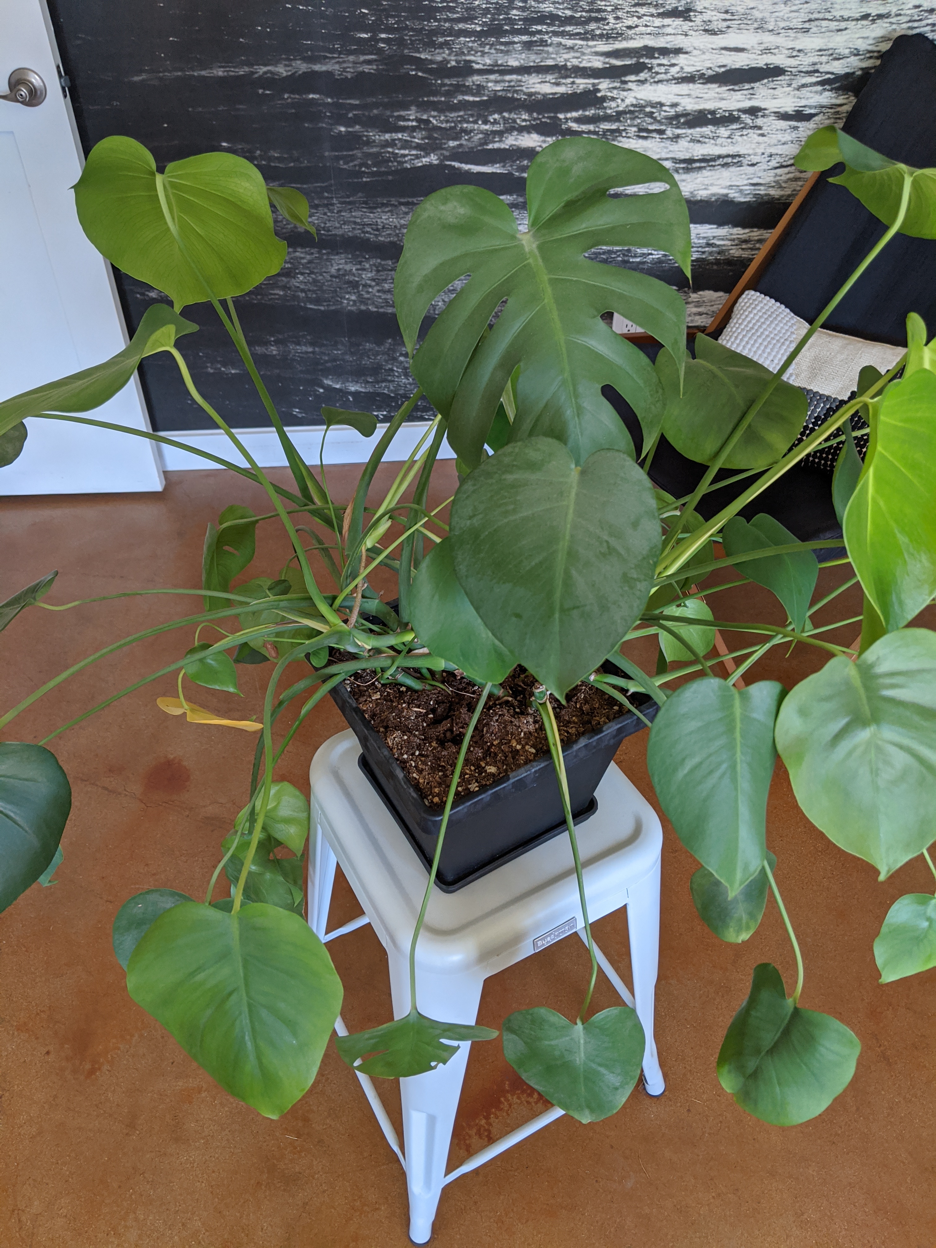 Photo of the plant species White Rosemary by Nicole named Monstera on Greg, the plant care app