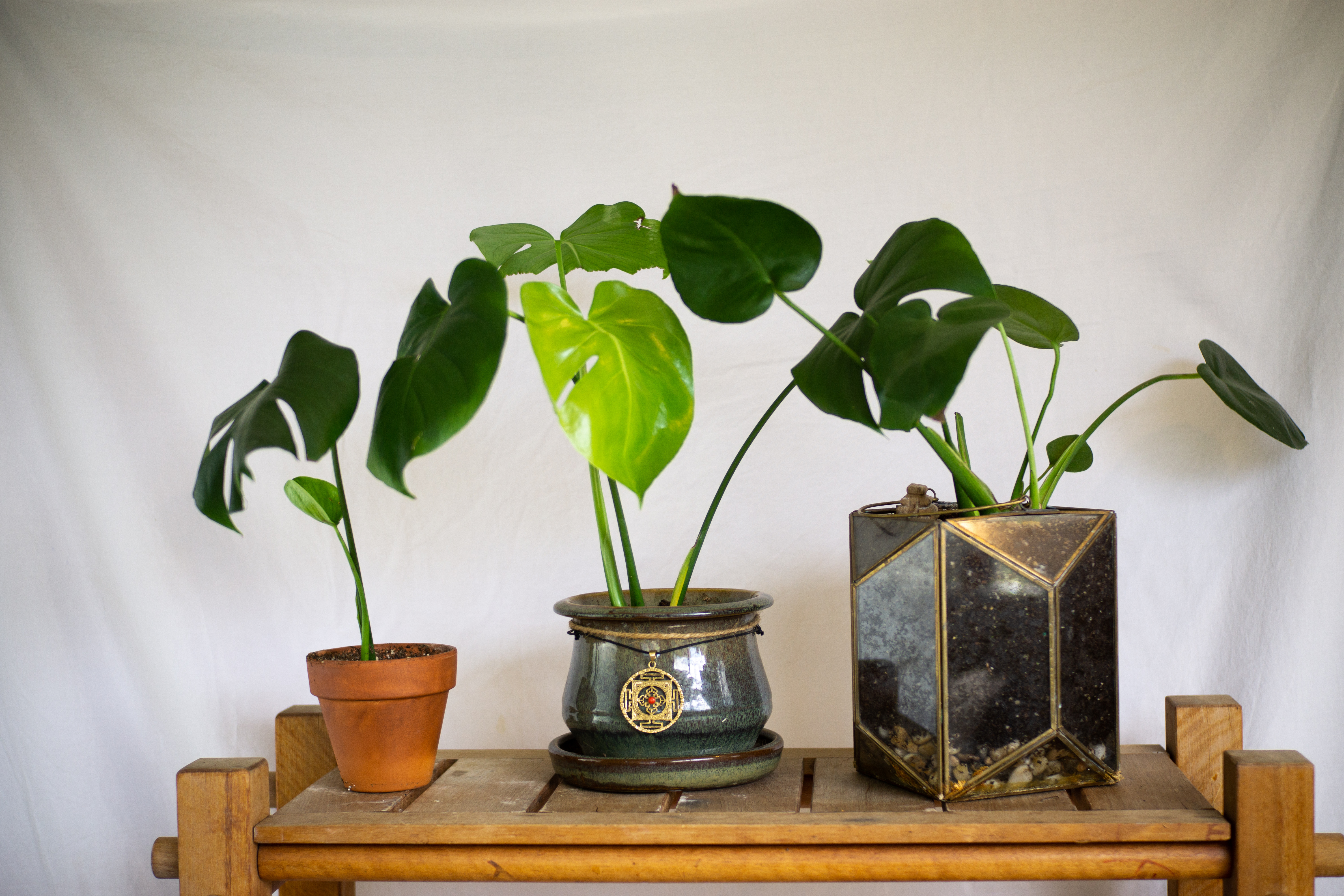 Photo of the plant species Rats Tail Cactus by Kristen named Monstera 3 on Greg, the plant care app