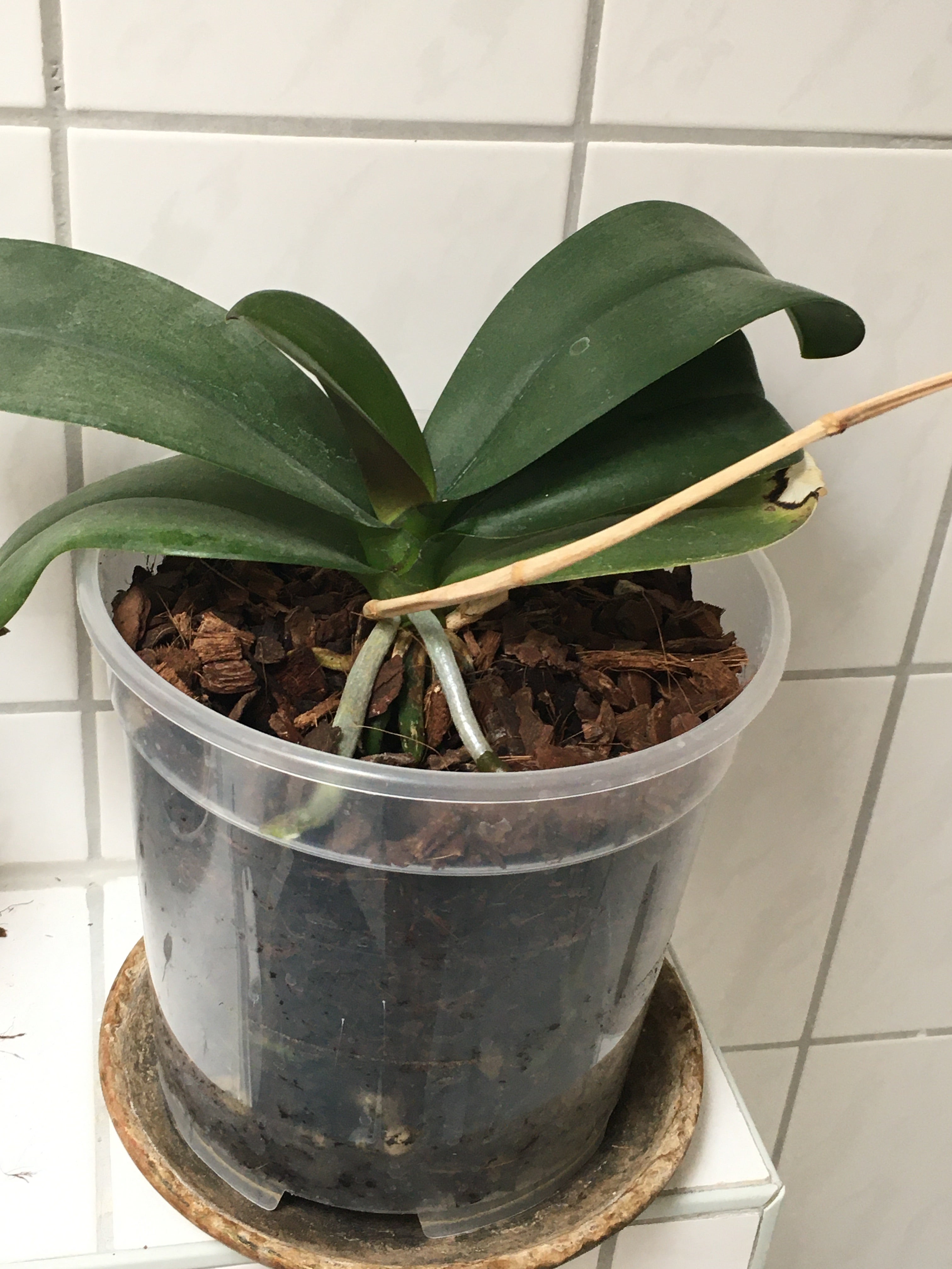 Plant care for Aeonium 'Sunburst Cristatum Album' on Greg, the plant care app