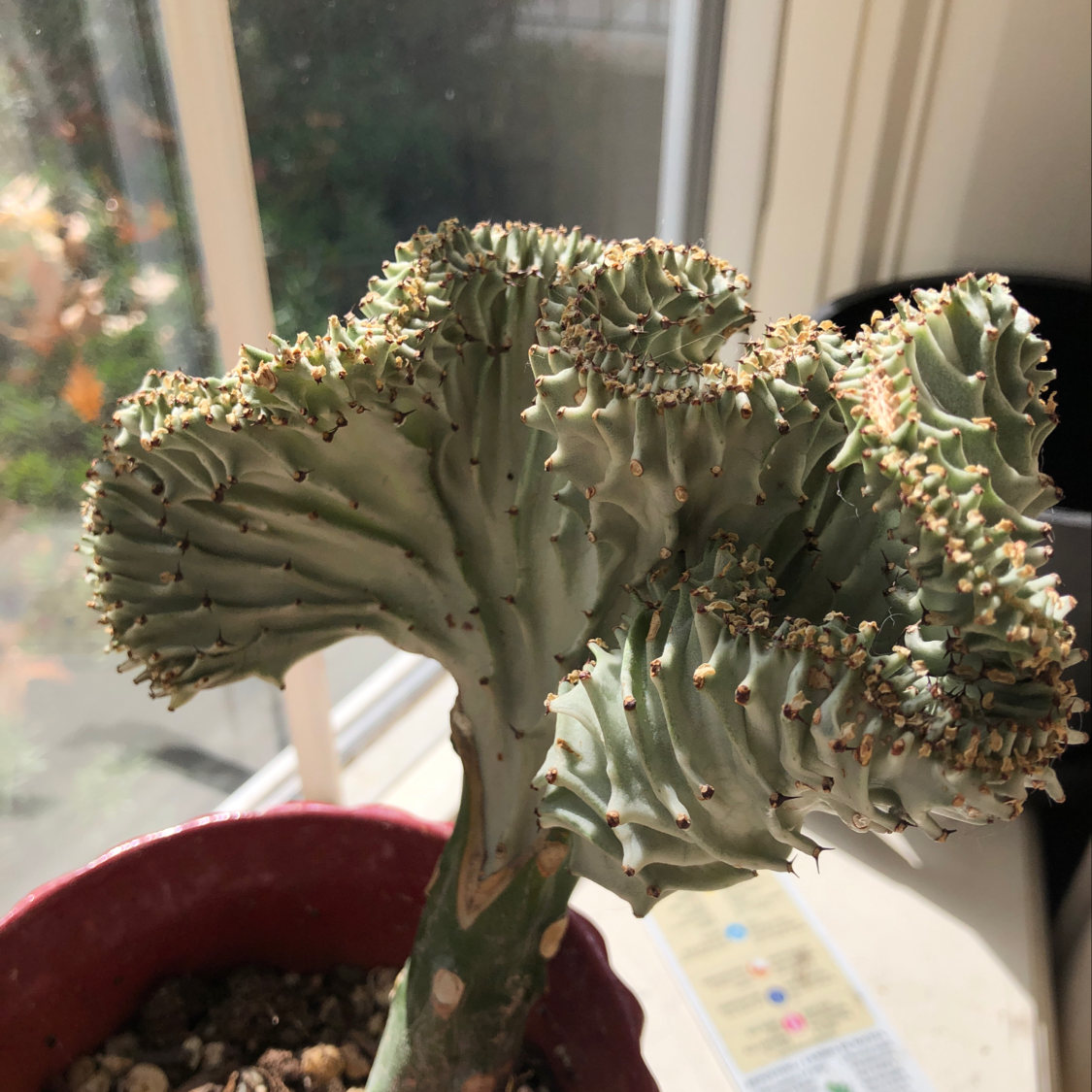 Candelabra Cactus with crested growth pattern, placed near a window in a red pot.