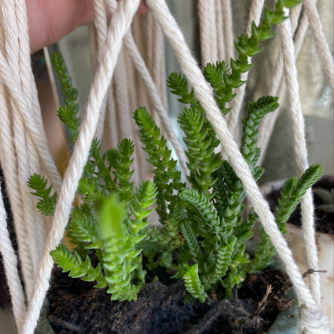 Sand Pygmyweed plant with green, succulent-like leaves in a hanging planter with white strings.