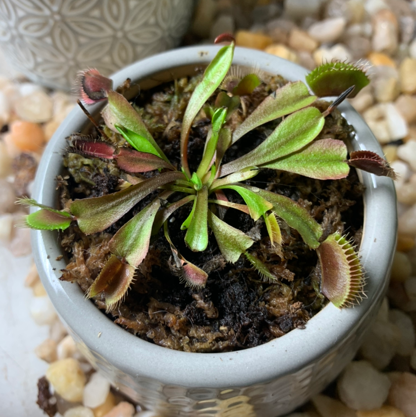 🪰 How Much Humidity Does My Venus Fly Trap Need?