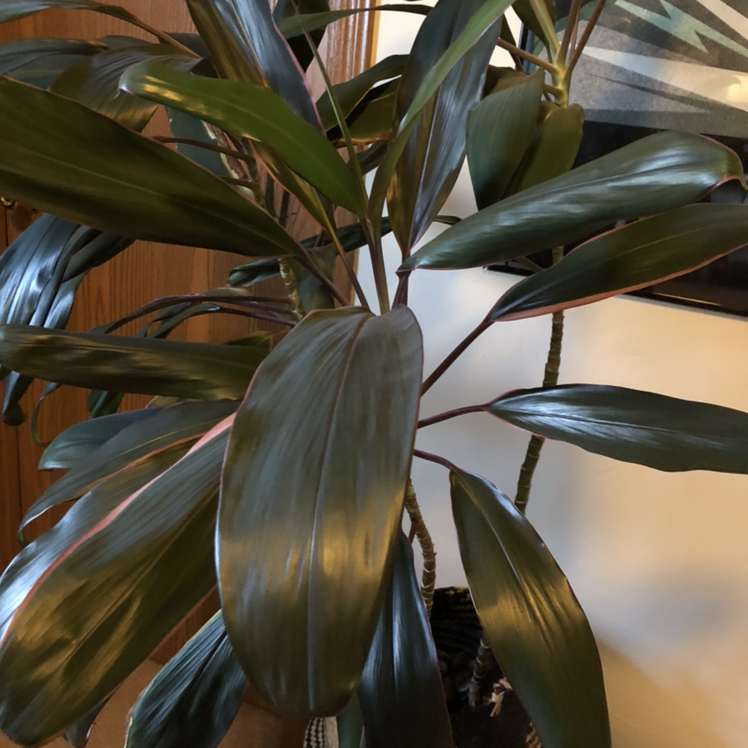 Close-up view of a healthy Ti plant with vibrant purple and green leaves, well-framed and in focus.