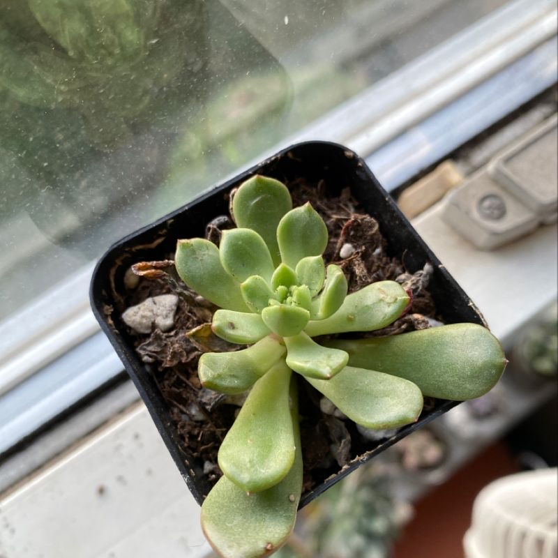 Echeveria Runyonii plant in a pot with some yellowing and browning leaves.