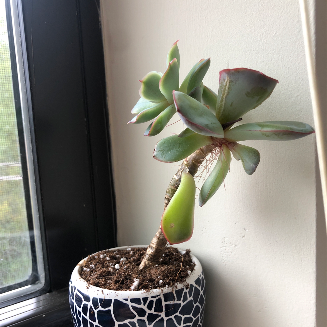 Echeveria Runyonii plant in a pot near a window with slight browning on leaf edges.