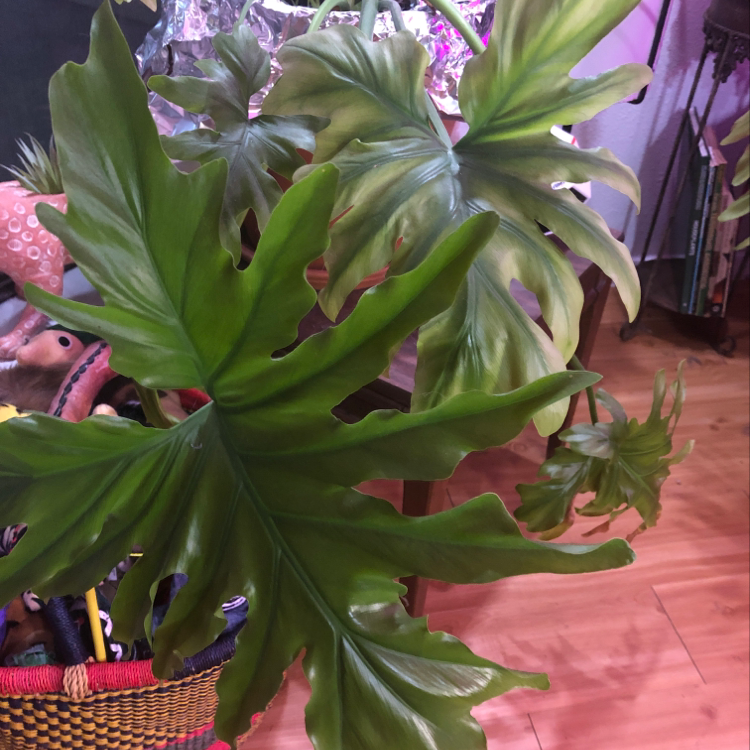 Split Leaf Philodendron with large, glossy, deeply lobed leaves in an indoor setting.