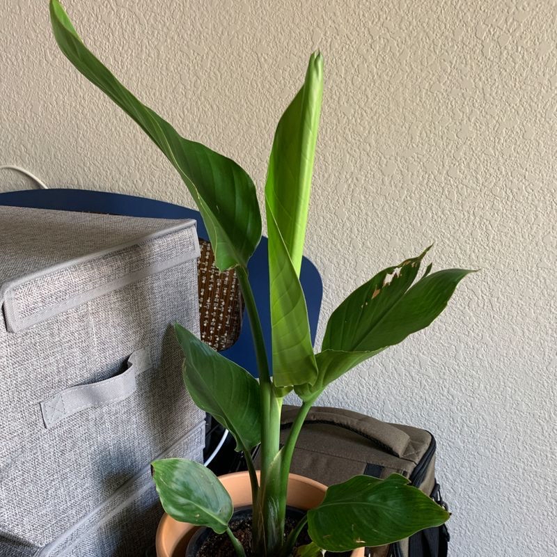Photo of the plant species Prayer Plant by Mary named Pasă on Greg, the plant care app