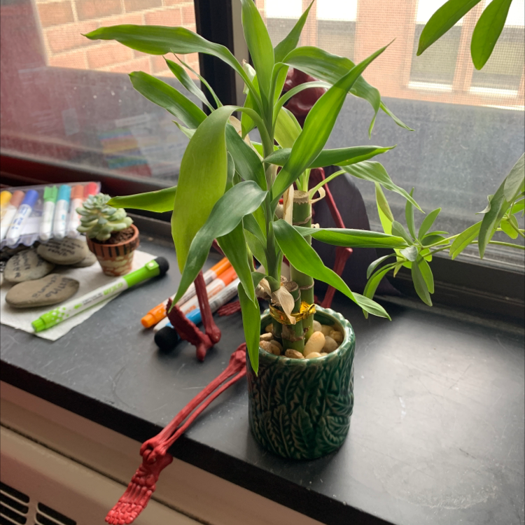 Healthy green Lucky Bamboo plant with twisting stems growing in a decorative pot on a windowsill.