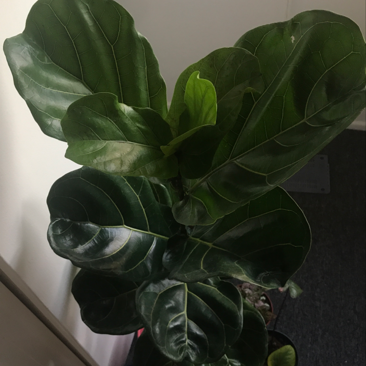 Fiddle Leaf Fig plant with large, dark green leaves, appearing healthy.