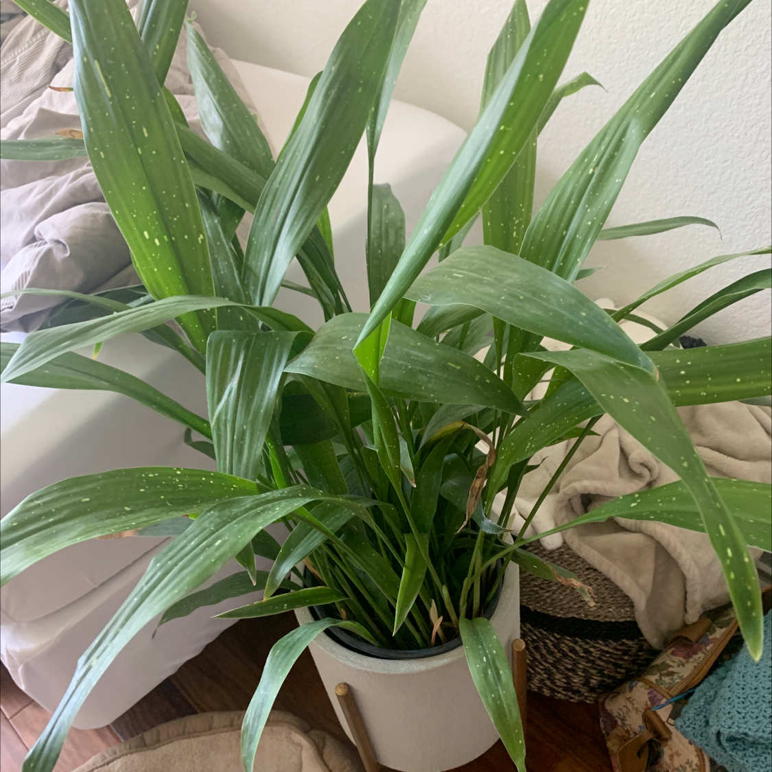 Cast Iron Plant in a white pot with long green leaves and some white spots, placed indoors.