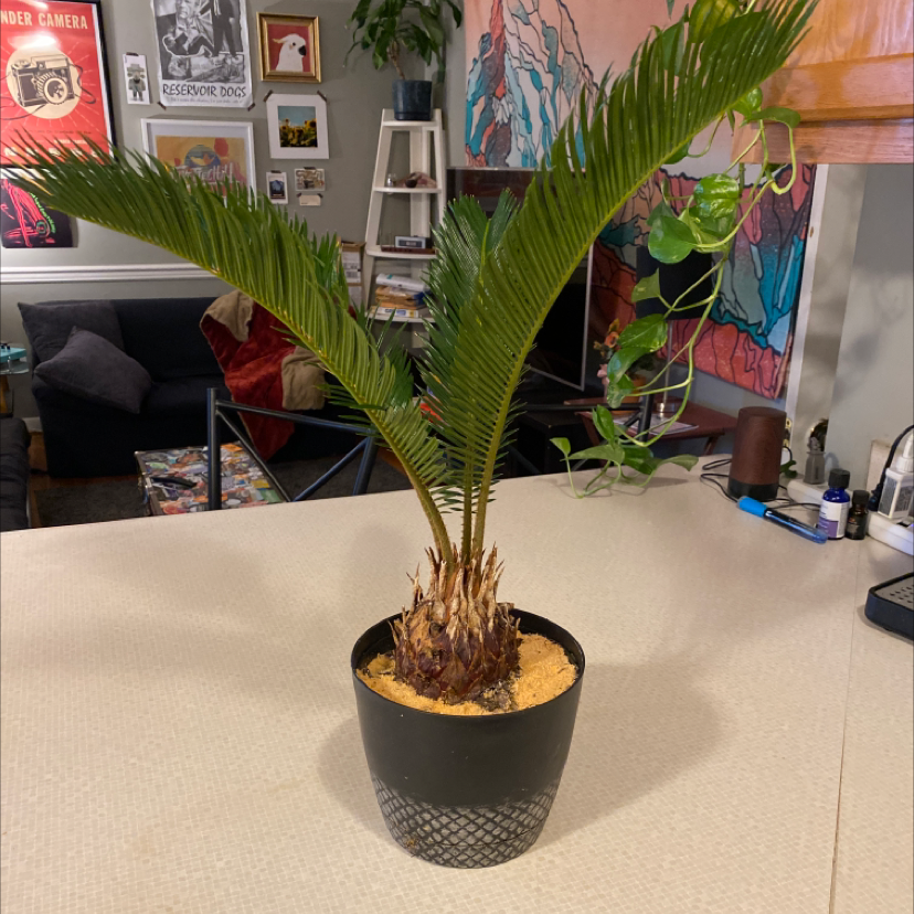 Sago Palm (Cycas revoluta) in a pot on a table indoors with green fronds.