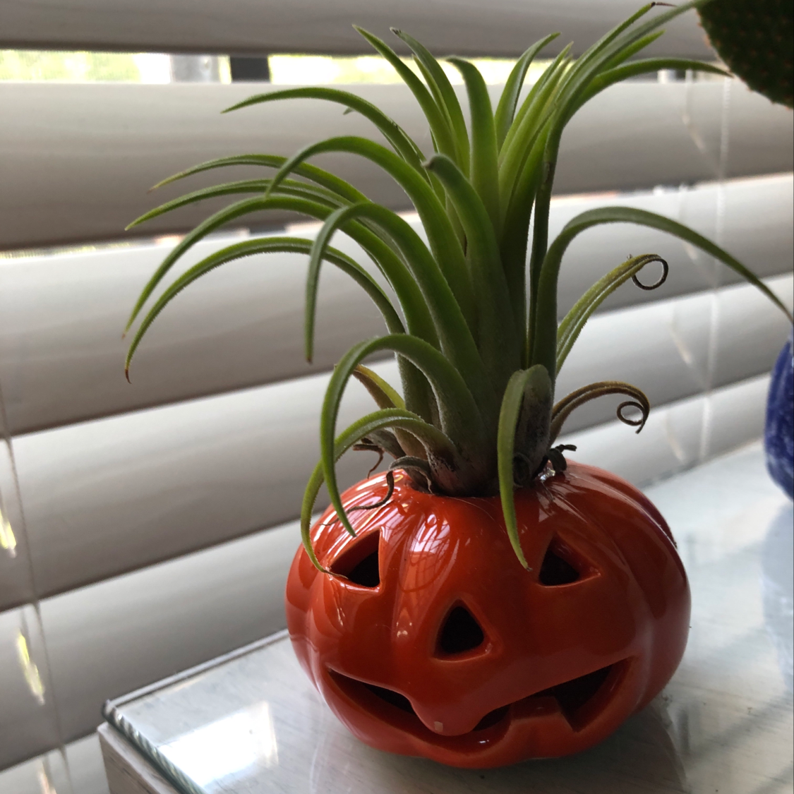 Pink Quill Plant in a pumpkin-shaped pot, healthy green leaves, no visible soil.