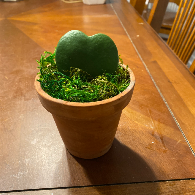 Sweetheart Hoya plant in a terracotta pot with moss covering the soil.