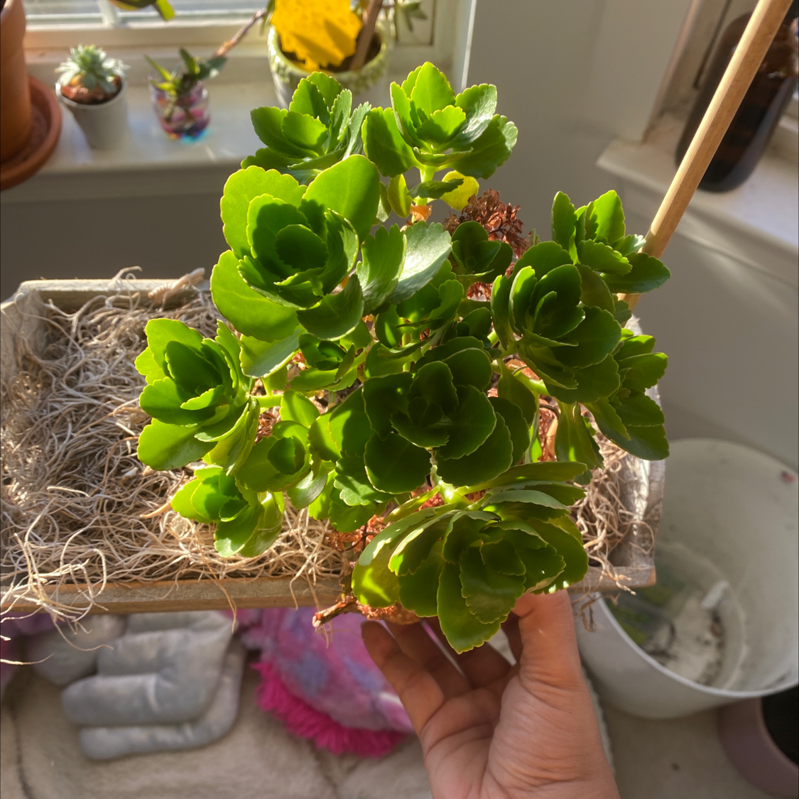 Healthy green Florist Kalanchoe succulent plant held in hands, showing dense rosette of leaves, no damage, on a windowsill with other small potted plants.