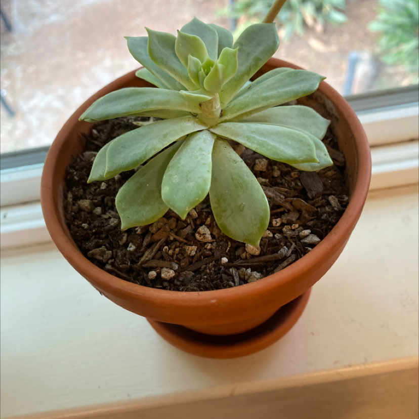 Potted Lipstick Echeveria succulent on a windowsill with visible soil.