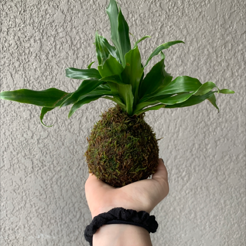 Cornstalk Dracaena plant photo by @Bellyboo named Bruce Lee on Greg, the plant care app.