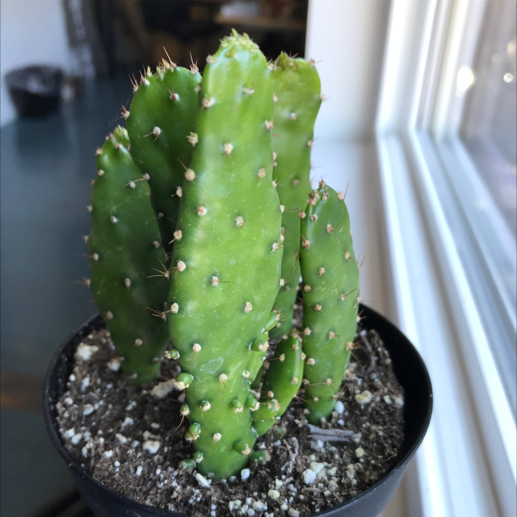 Smooth Prickly Pear cactus in a pot near a window, healthy with visible soil.