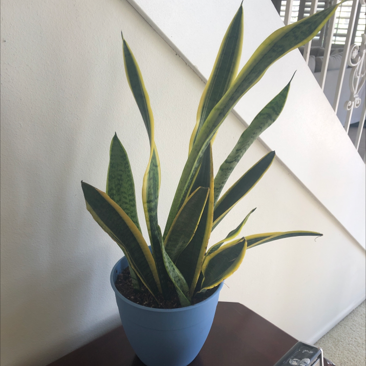 Plant care for Nepenthes St Gaya on Greg, the plant care app