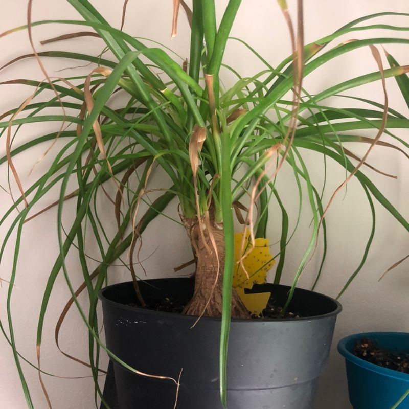 Healthy ponytail palm in a grey pot with long curling leaves, no signs of discoloration or damage.