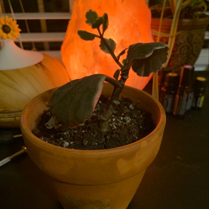 Potted Florist Kalanchoe plant with thick green leaves, some lower leaf yellowing, in a terracotta pot with visible soil.