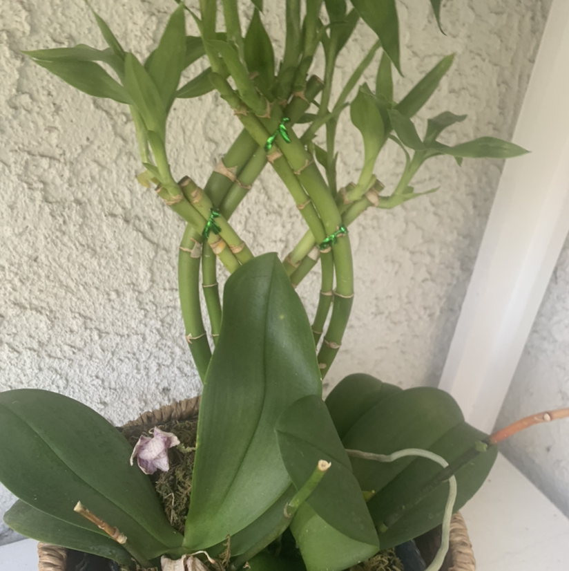 Basket Plant with green leaves and stems in a woven basket.