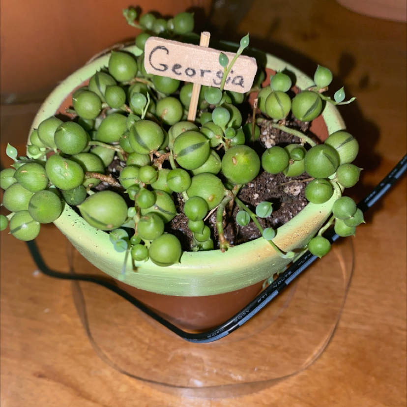String of Pearls plant in a pot with a small sign.