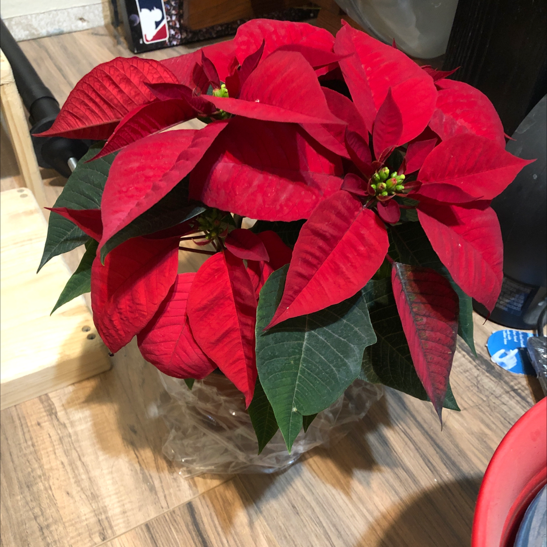 10-benefits-of-having-a-poinsettia