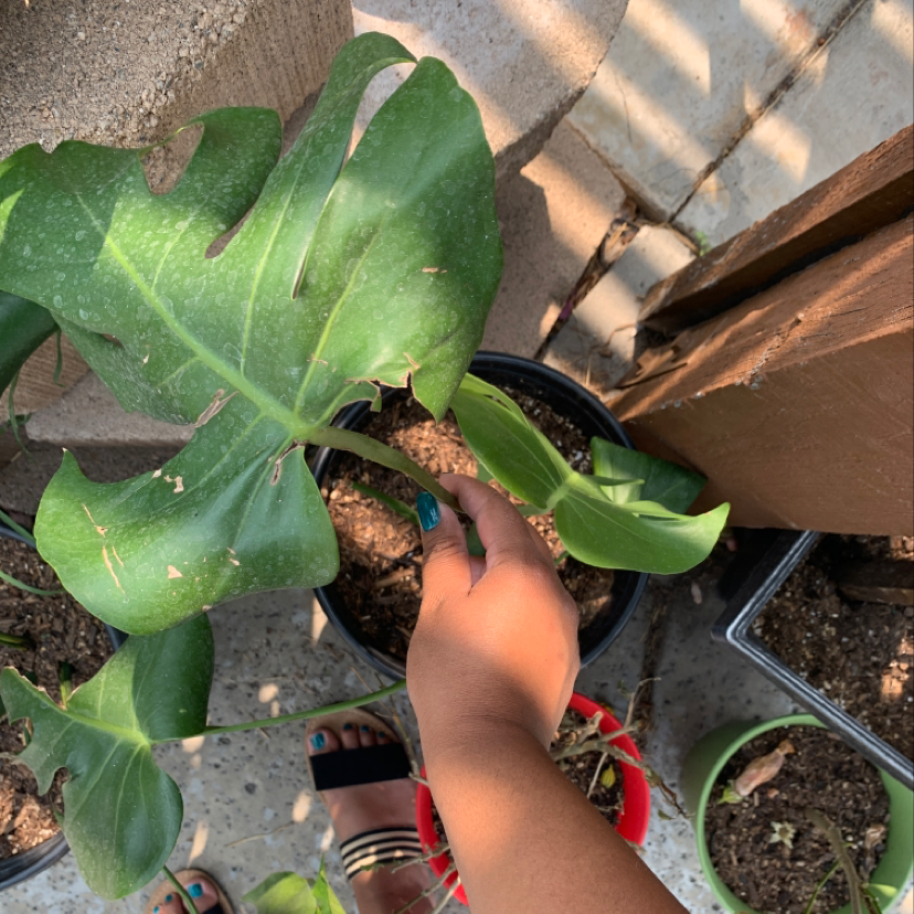Photo of the plant species Graptoveria Crystal by Alyssa named Ulysses S Plant on Greg, the plant care app
