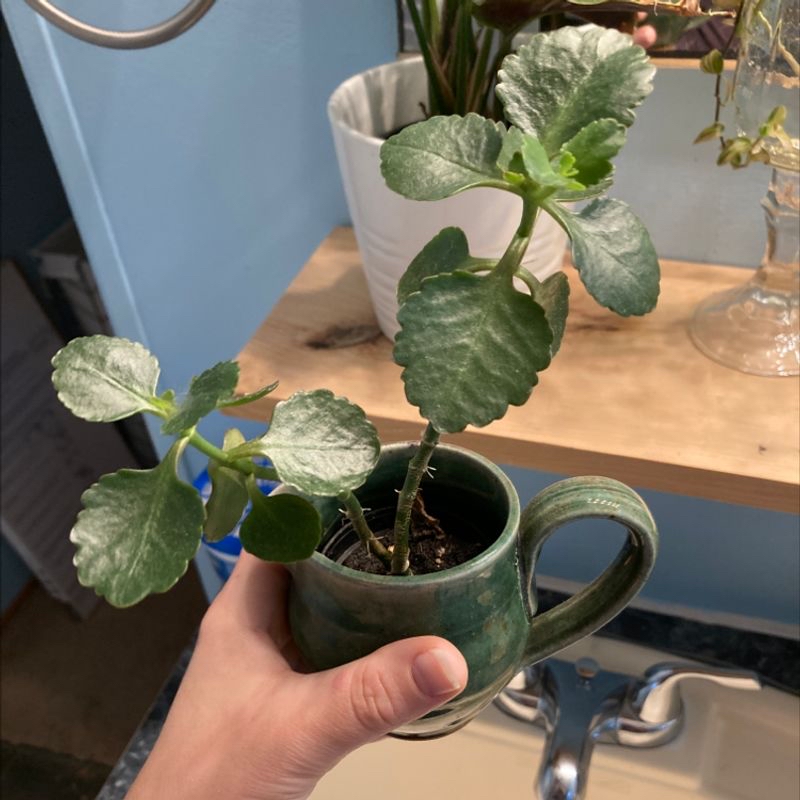 Hand holding a healthy variegated green and white Florist Kalanchoe plant in a ceramic pot.