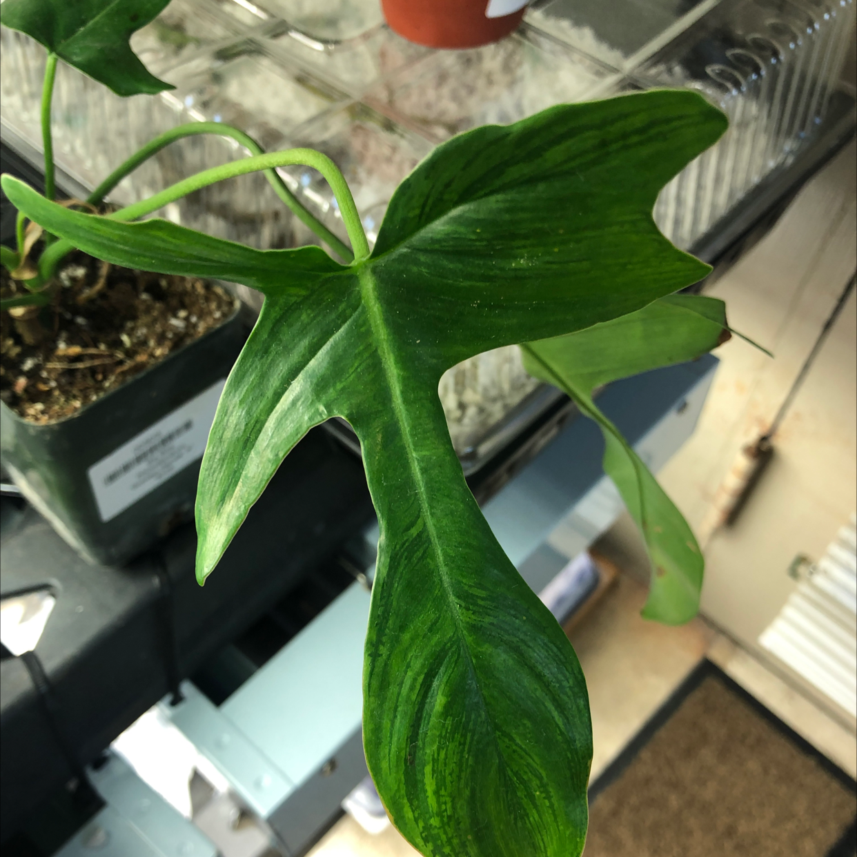 Philodendron Pedatum plant with healthy green leaves in a pot.