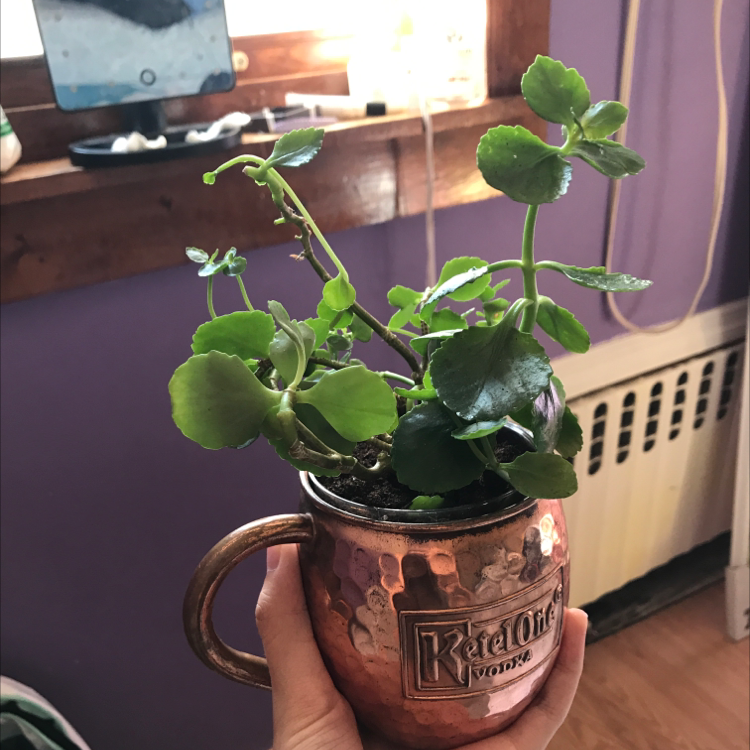 Healthy Florist Kalanchoe plant with lush green leaves growing in a copper Ketel One Vodka mug, held by a person's hand.