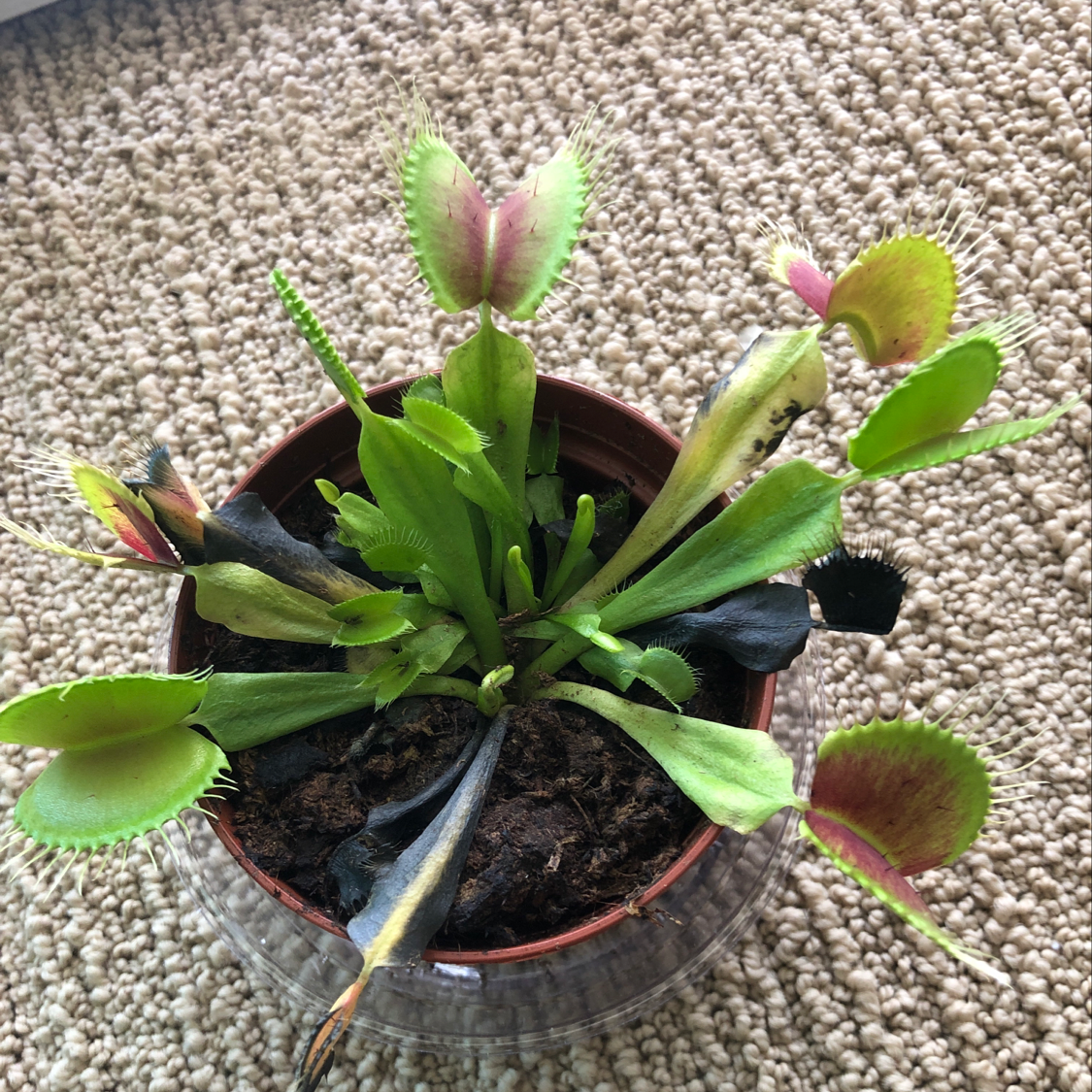 Venus Fly Trap in a pot with some browning and black spots on leaves.