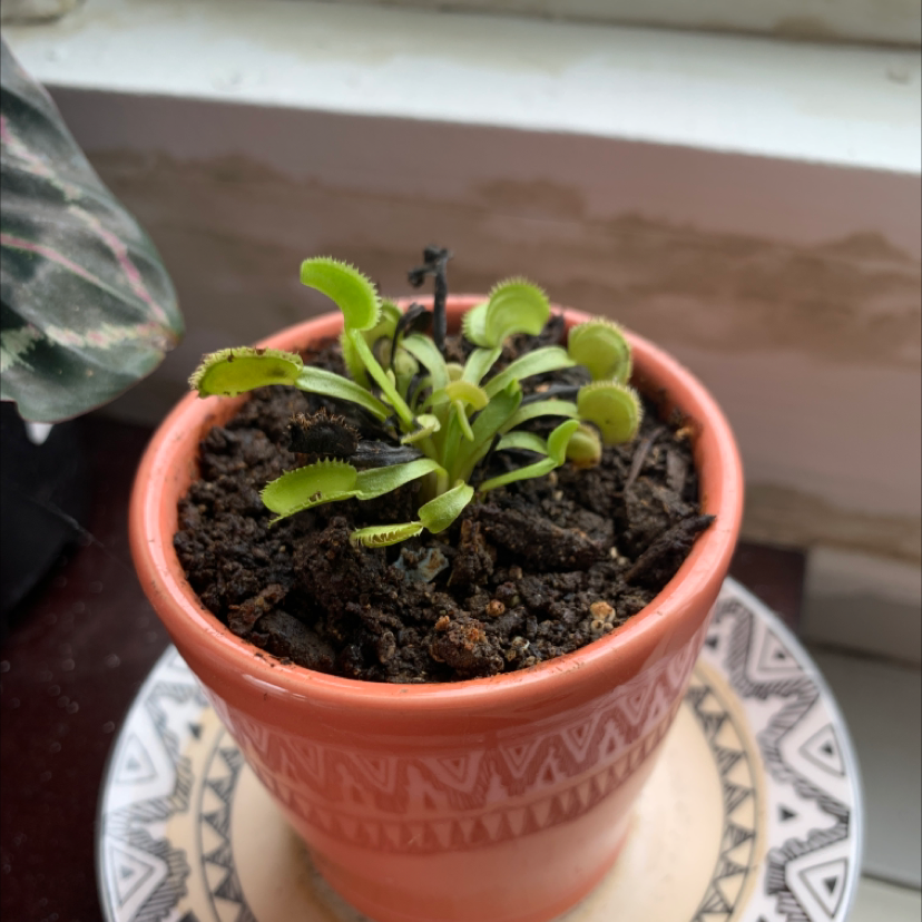 Venus Fly Trap in a terracotta pot with some blackened traps and visible soil.