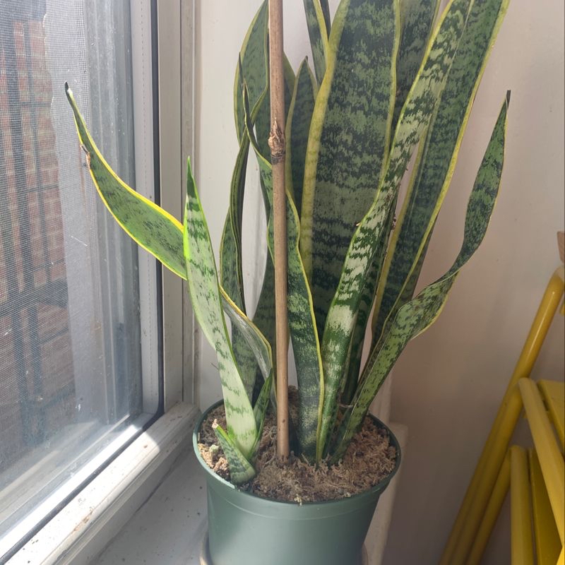 Snake Plant (Sansevieria trifasciata) near a window with minor yellowing on leaf edges.