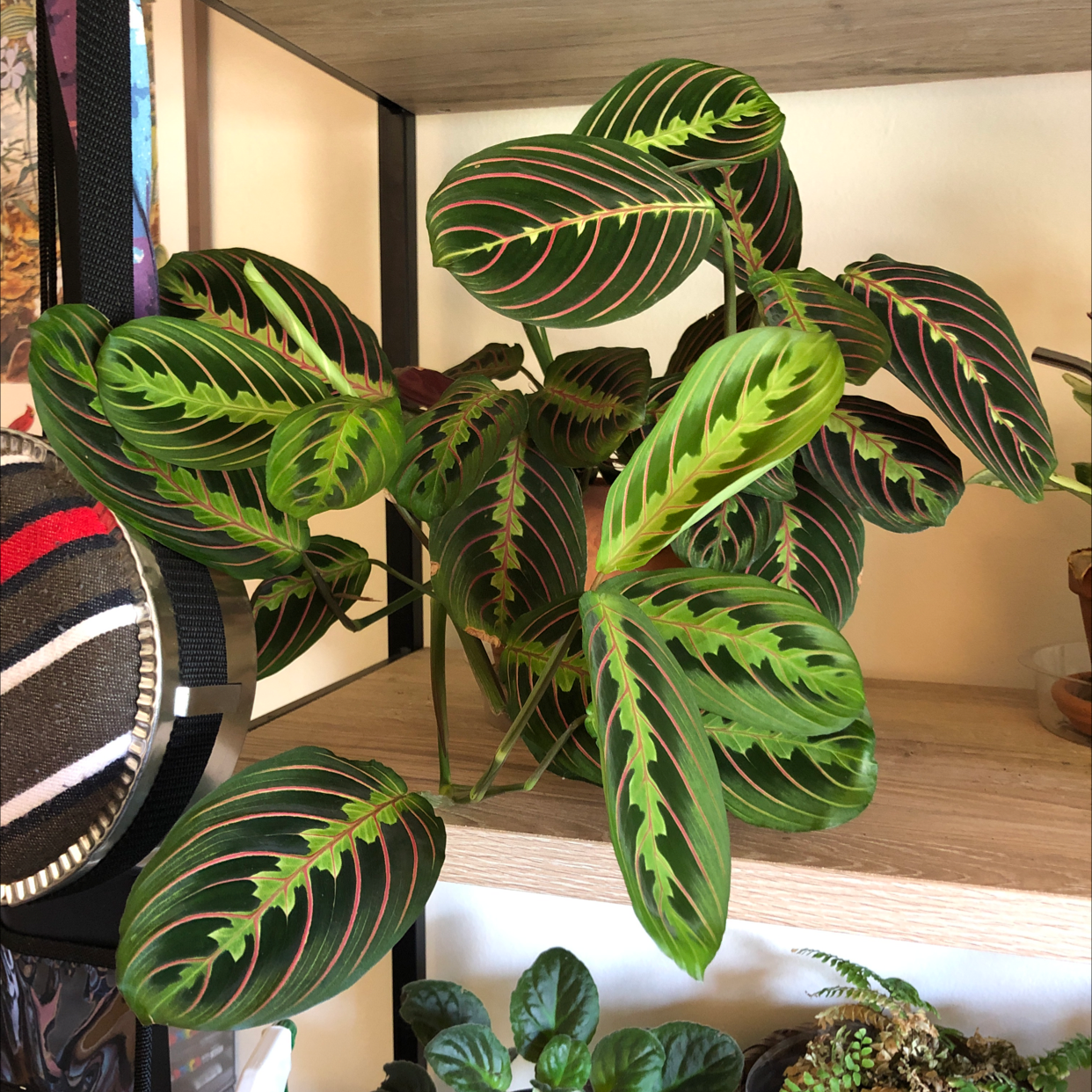 Photo of the plant species Green Prayer Plant by @carara named Prayer Plant on Greg, the plant care app