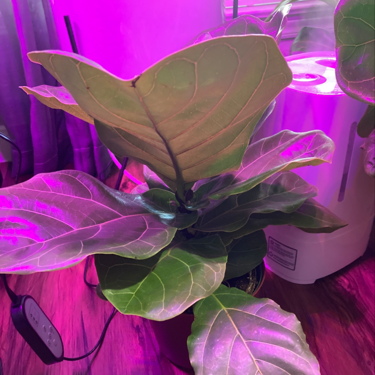 Fiddle Leaf Fig plant indoors under artificial lighting with large, broad leaves.