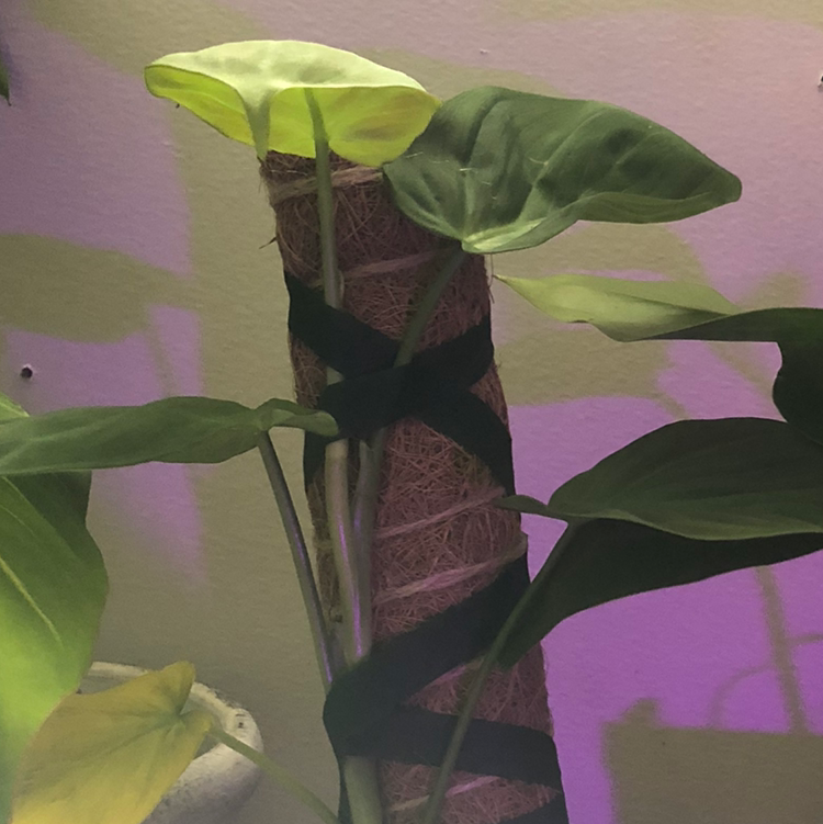 Why Are My Calla Lily Leaves Droopy? 💧