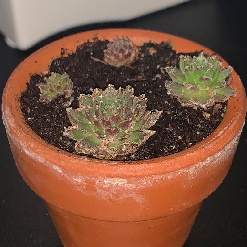 Potted Mexican Firecracker succulent with multiple rosettes in a terracotta pot.