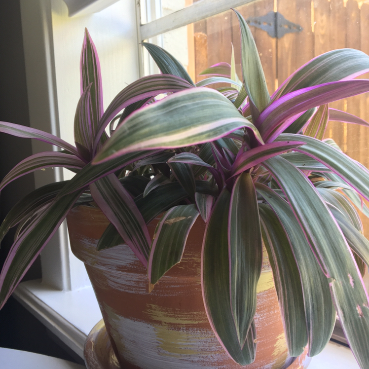 Healthy Moses-in-the-Cradle houseplant with vibrant purple and green variegated leaves, in a ceramic pot on a windowsill.