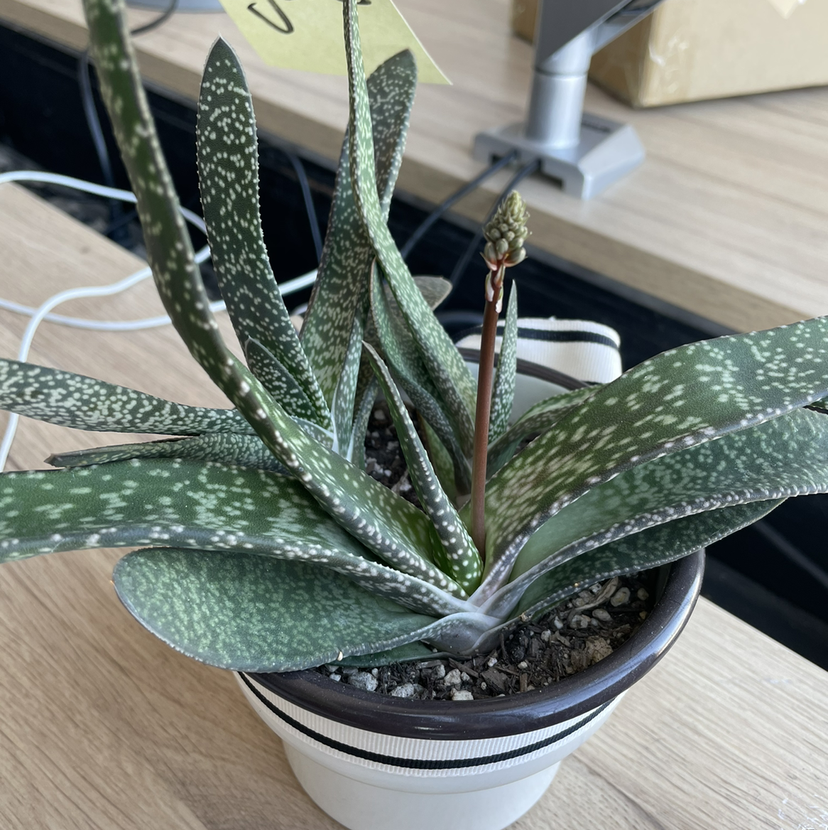 Thriving potted Gasteria (Ox Tongue) plant with long pointed green and white speckled tongue-shaped leaves in clean white pot.