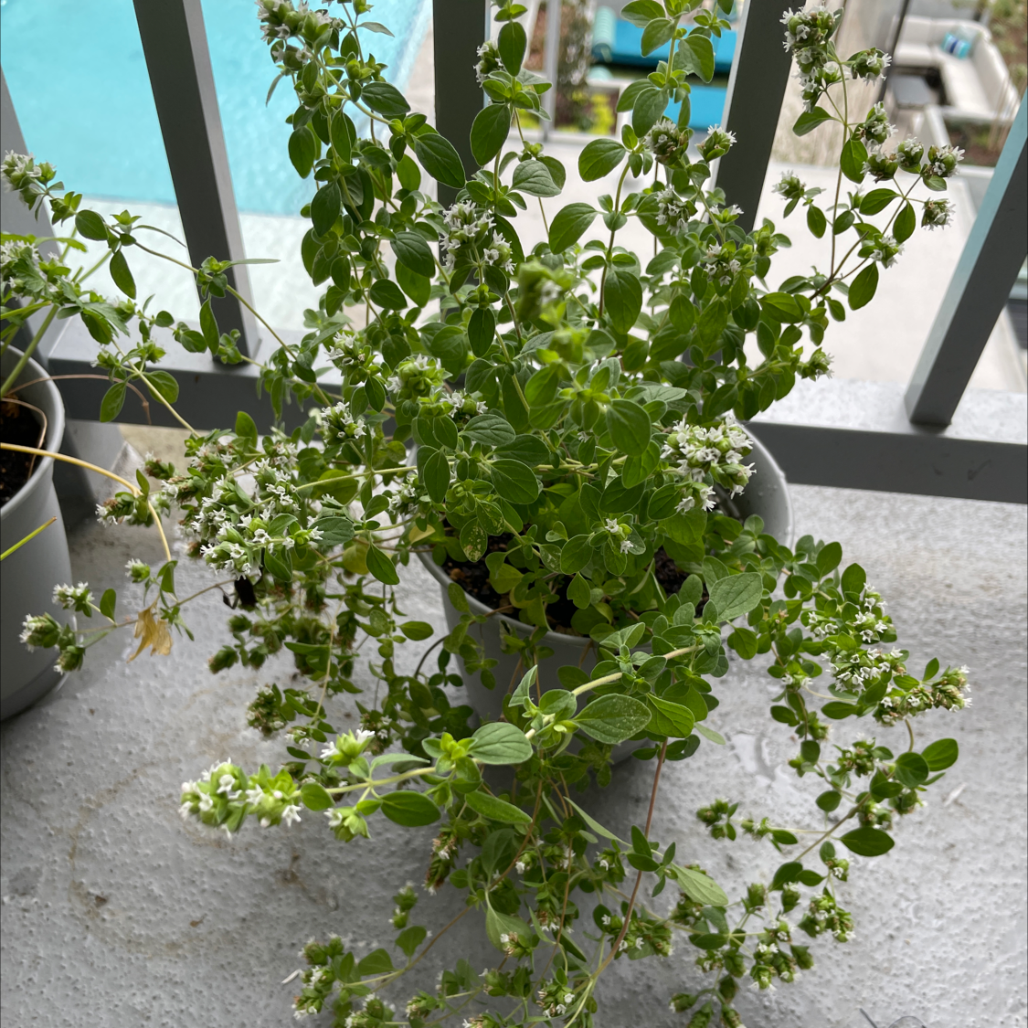 Closeup of a healthy, mature oregano plant with dense green leaves and small white flowers growing in a pot.
