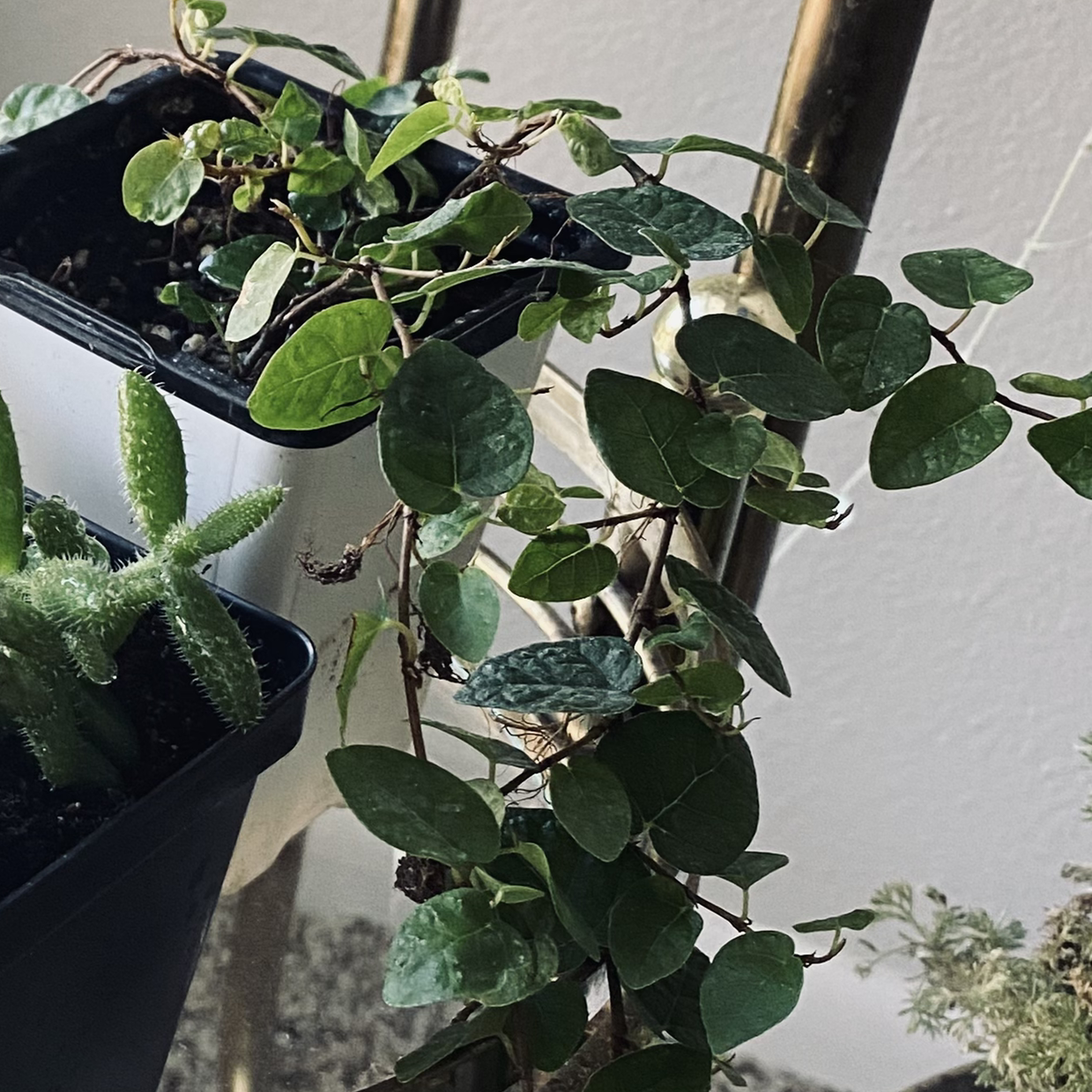 A healthy creeping fig plant with glossy green leaves trailing from a small black pot, shot against a light background.
