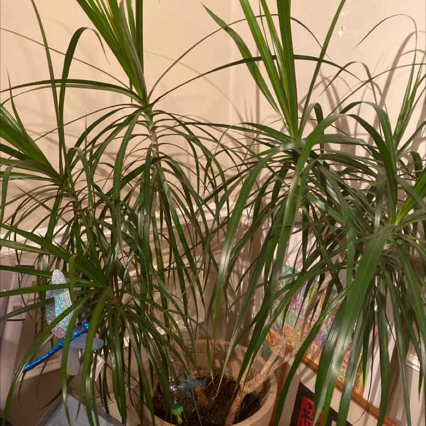 Dragon Tree plant photo by @Evieg named Dragon tree on Greg, the plant care app.