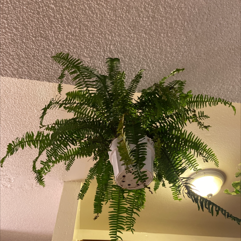 Healthy, thriving Boston Fern hanging plant with lush, vibrant green fronds, free of discoloration or damage.