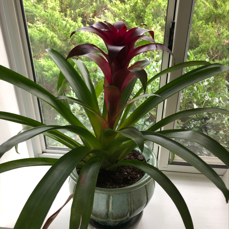 Healthy Droophead Tufted Airplant with vibrant red inflorescence in ceramic pot by window.