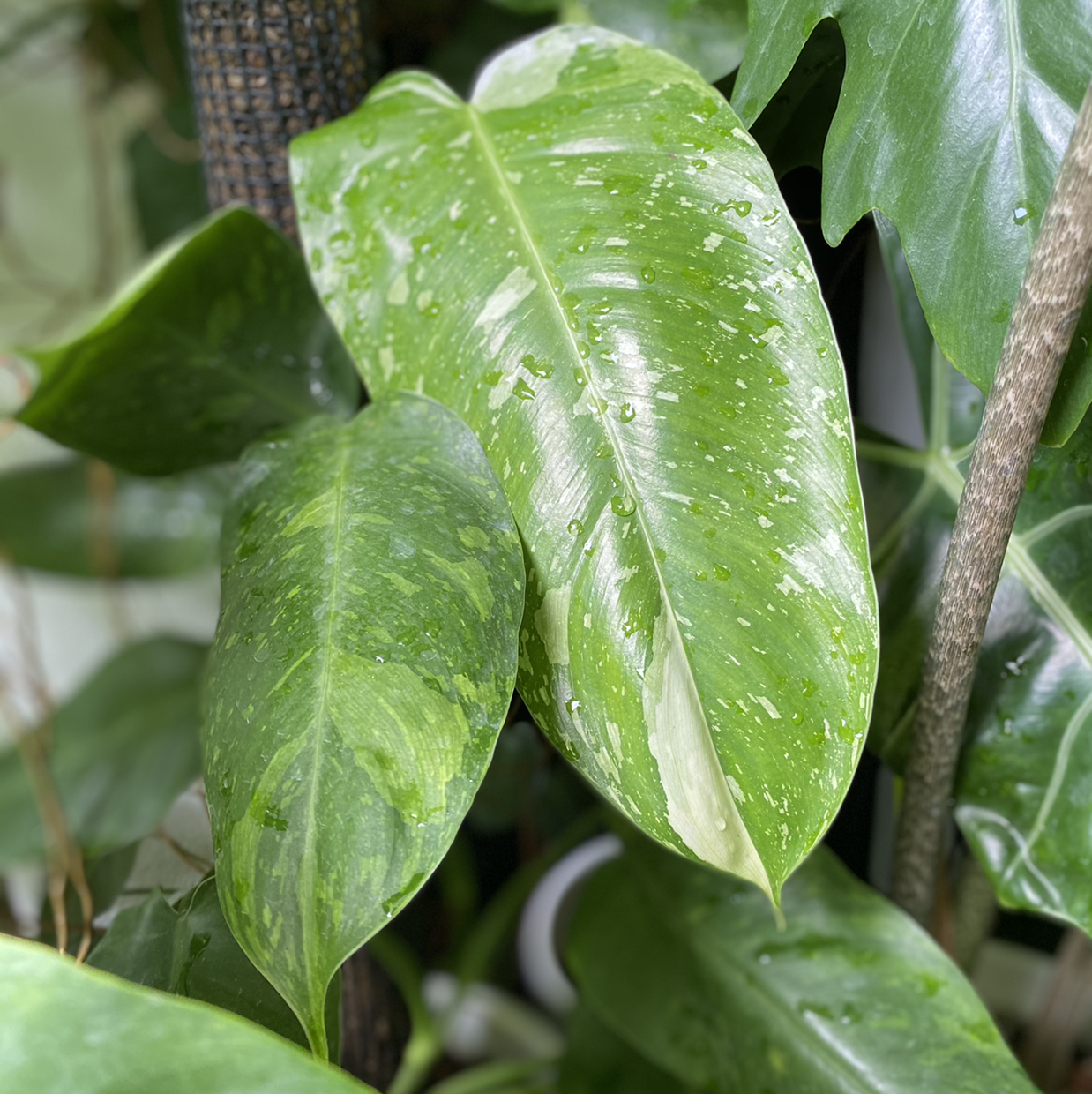 Vibrant Jade Pothos plant with lush variegated leaves, appearing healthy and well-cared for against a blurred natural background.
