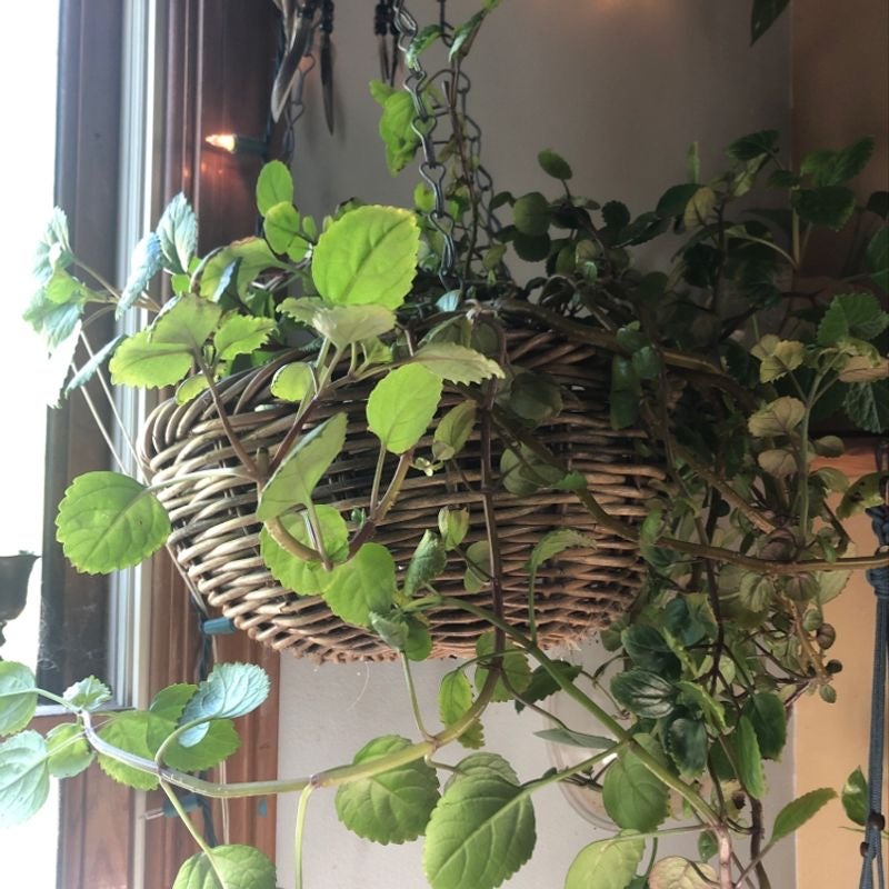 Why Are There Brown Spots on My Swedish Ivy Leaves?