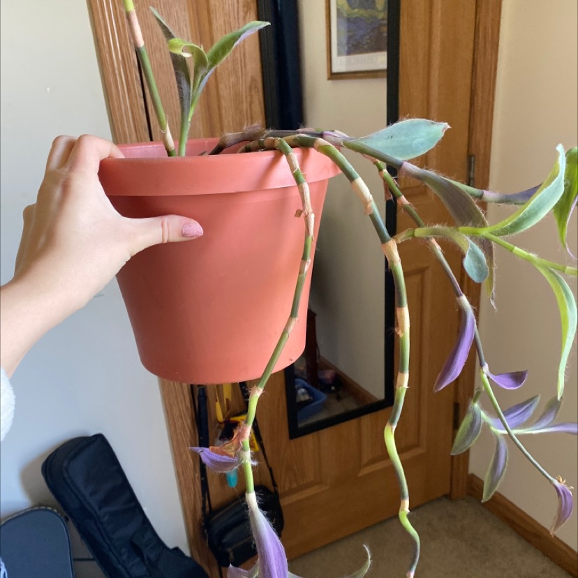 Hands holding up a healthy potted Purple Heart plant with long trailing stems and vibrant purple leaves, a few showing slight yellowing.