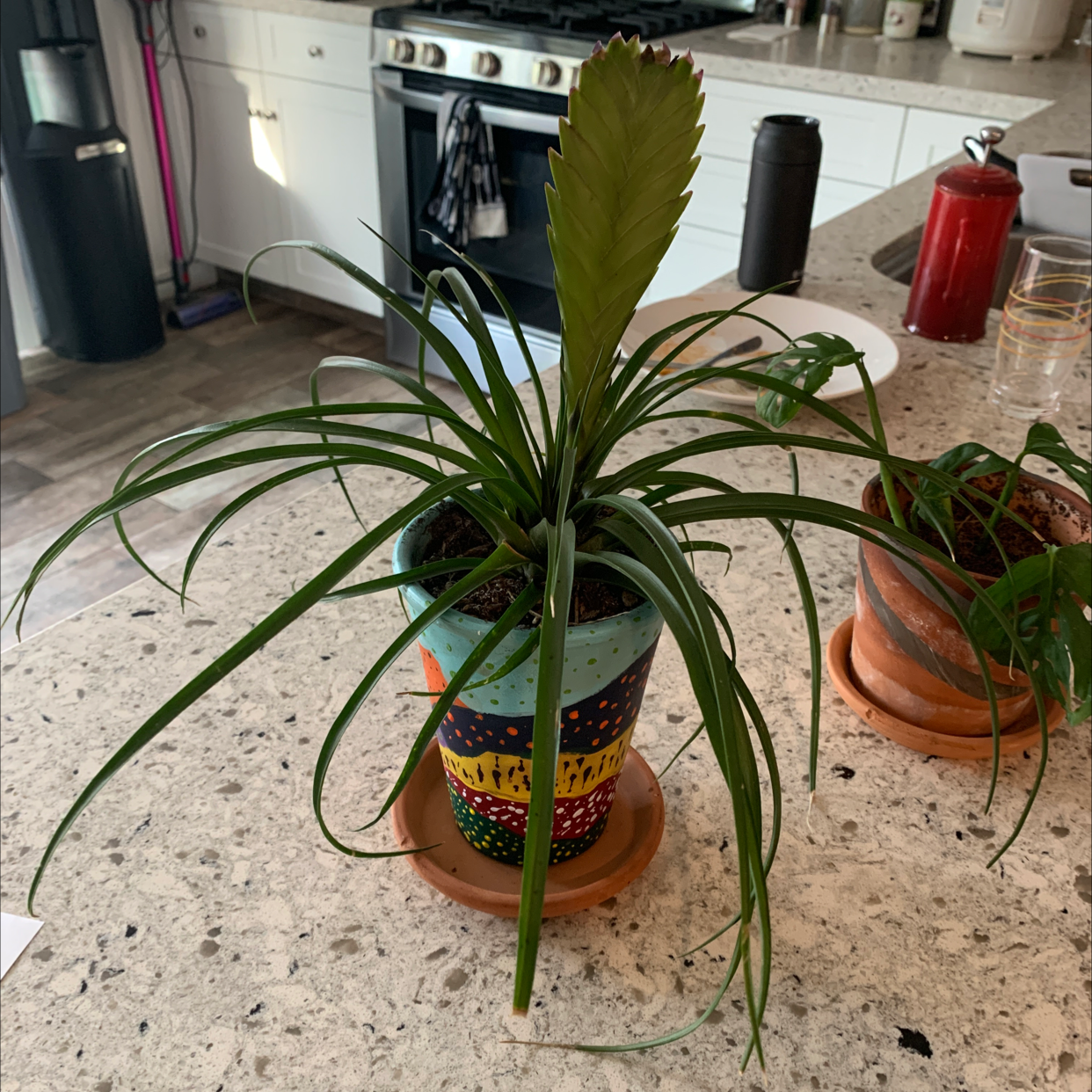 Pink Quill Plant in a colorful pot on a kitchen counter, appears healthy.