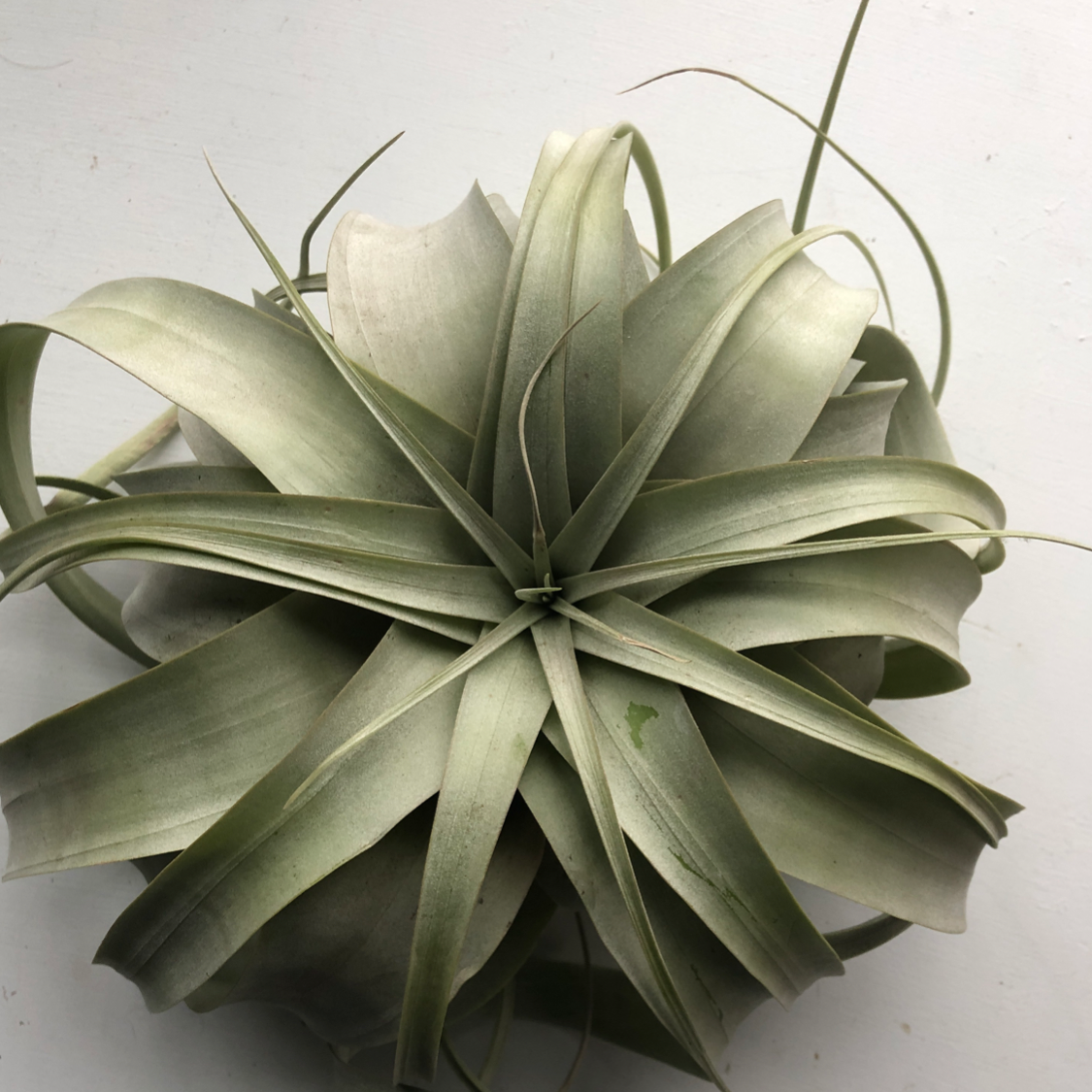 Close-up of a healthy, silvery-green Blushing Bride Air Plant with elongated curved leaves radiating from the center.